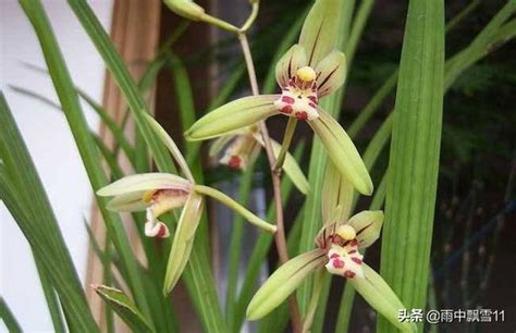 蘭花養殖|蘭花究竟怎麼才能養殖好？這六個養殖要素你必須得處。